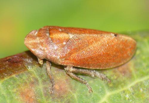 Tettigometra impressopunctata